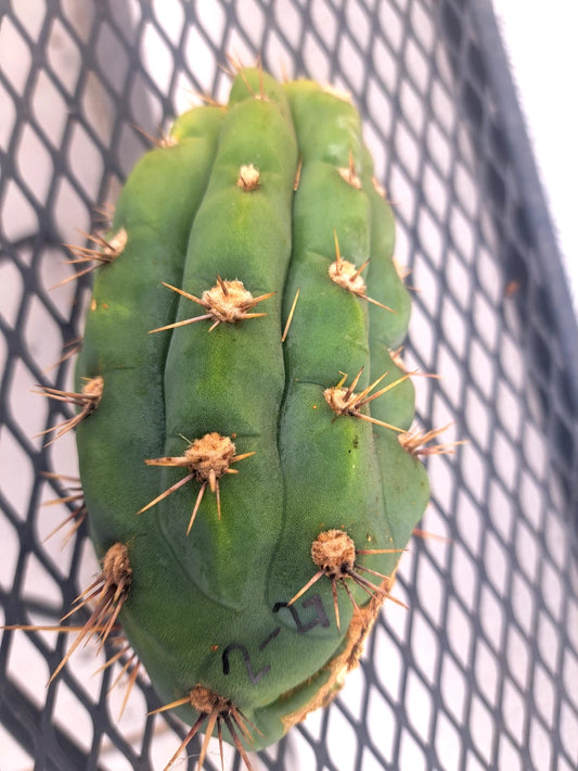 Cereus Peru Cactus Cutting - Succulent Plant Cutting - Indoor Decor - Cereus peruvianus