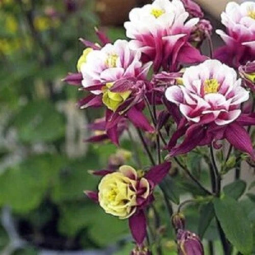 50 Double Maroon White Columbine Seeds - Aquilegia caerulea - Perennial Flower Seeds for Garden Blooms