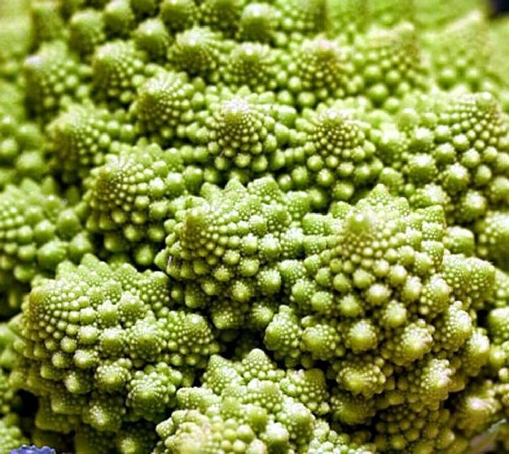 Broccoli Romanesco Seeds - 5000 Count - Heirloom Variety - Brassica oleracea var. botrytis