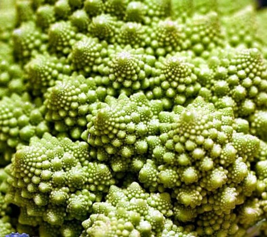 Broccoli Romanesco Seeds - 5000 Count - Heirloom Variety - Brassica oleracea var. botrytis