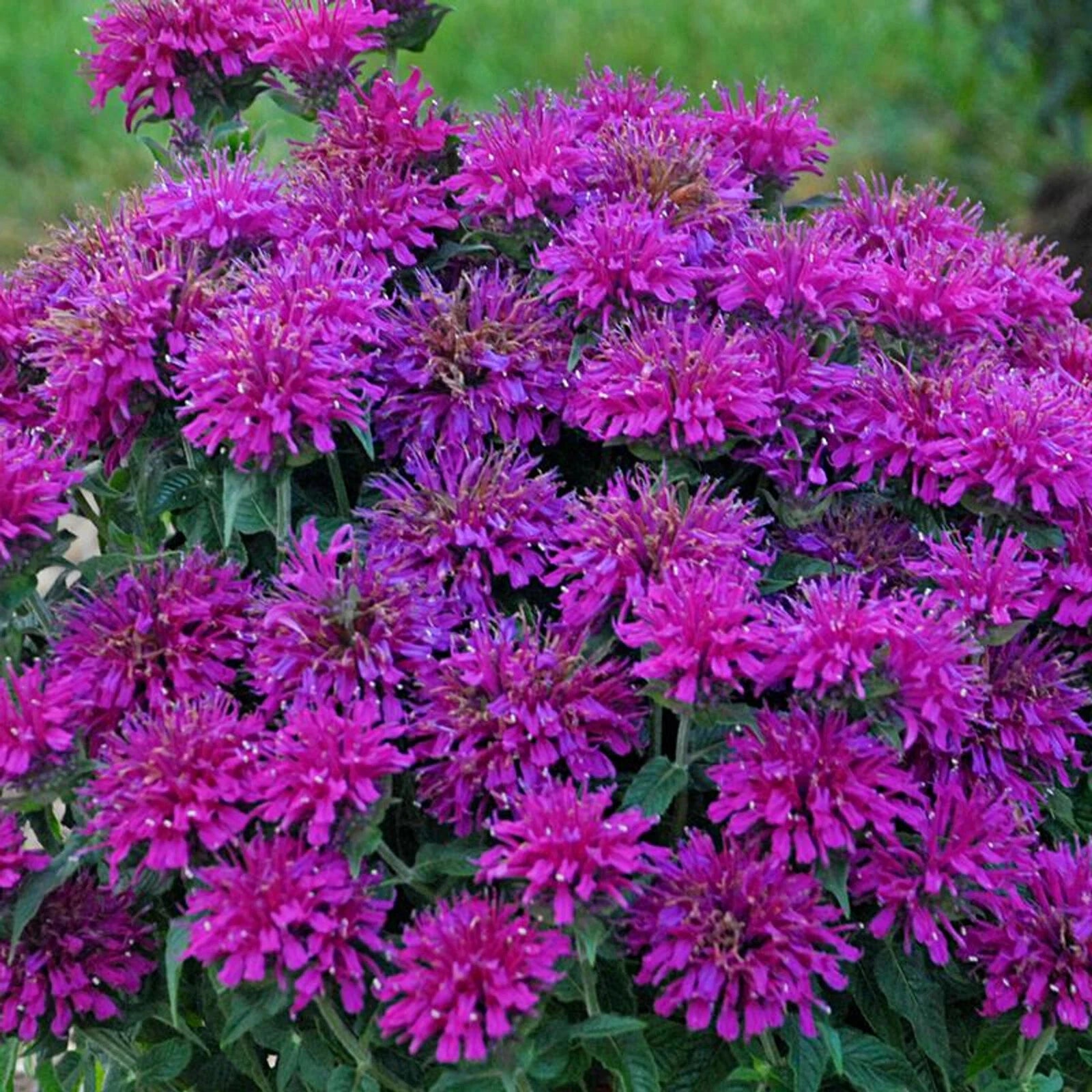 Bee Balm Seeds - 100 Gumball Flower Seeds for Hummingbirds - Monarda didyma