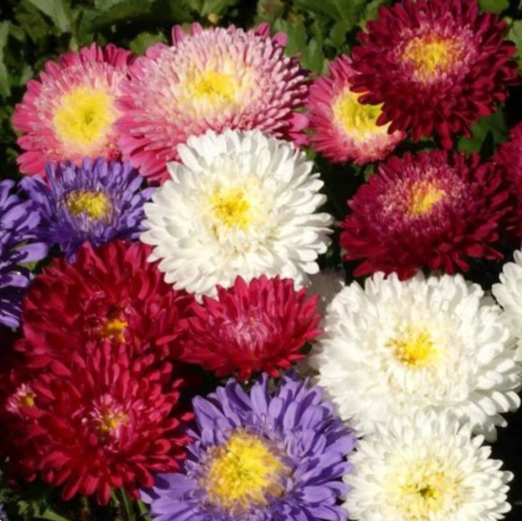 Aster Powder Puff Seed Mix - 300+ Seeds, White, Pink, Purple - Callistephus Chinensis