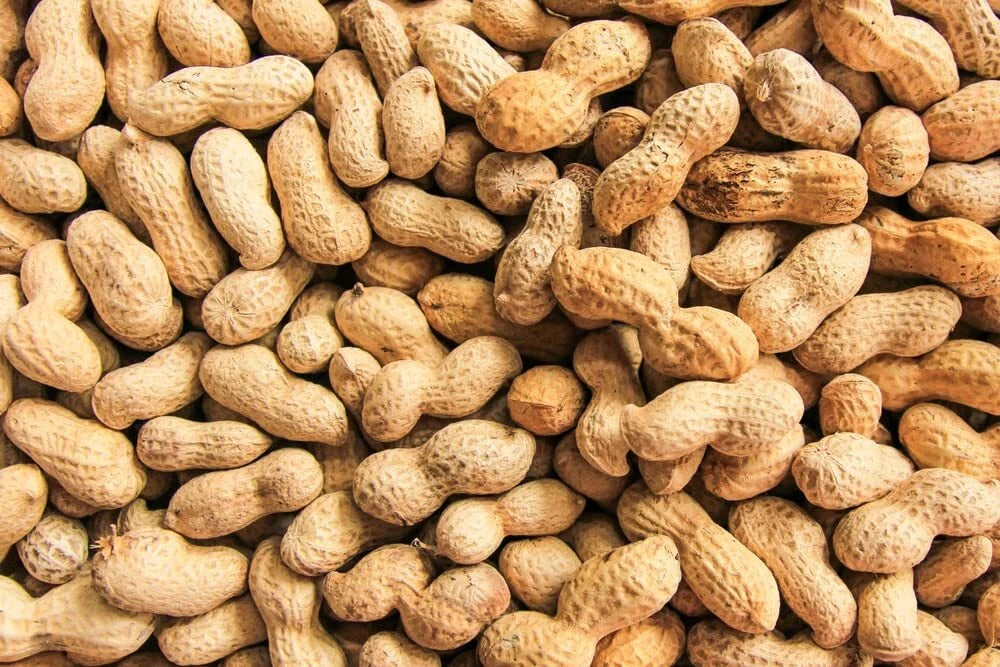 Peanut Seeds in Shell, 20 Pack for Planting, Grow Your Own Peanuts, Arachis hypogaea, Outdoor Garden Seedlings