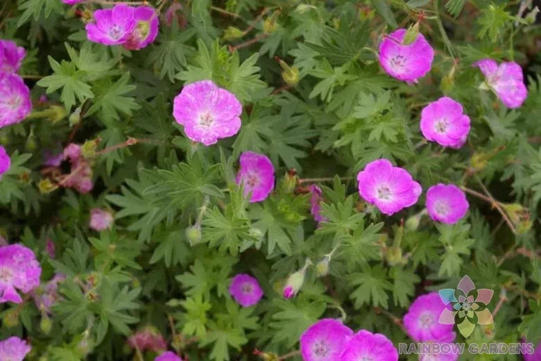 25+ Sanguineum Geranium Seeds | Bloody Cranesbill | Perennial Flower Seeds | Ideal for Garden Planting