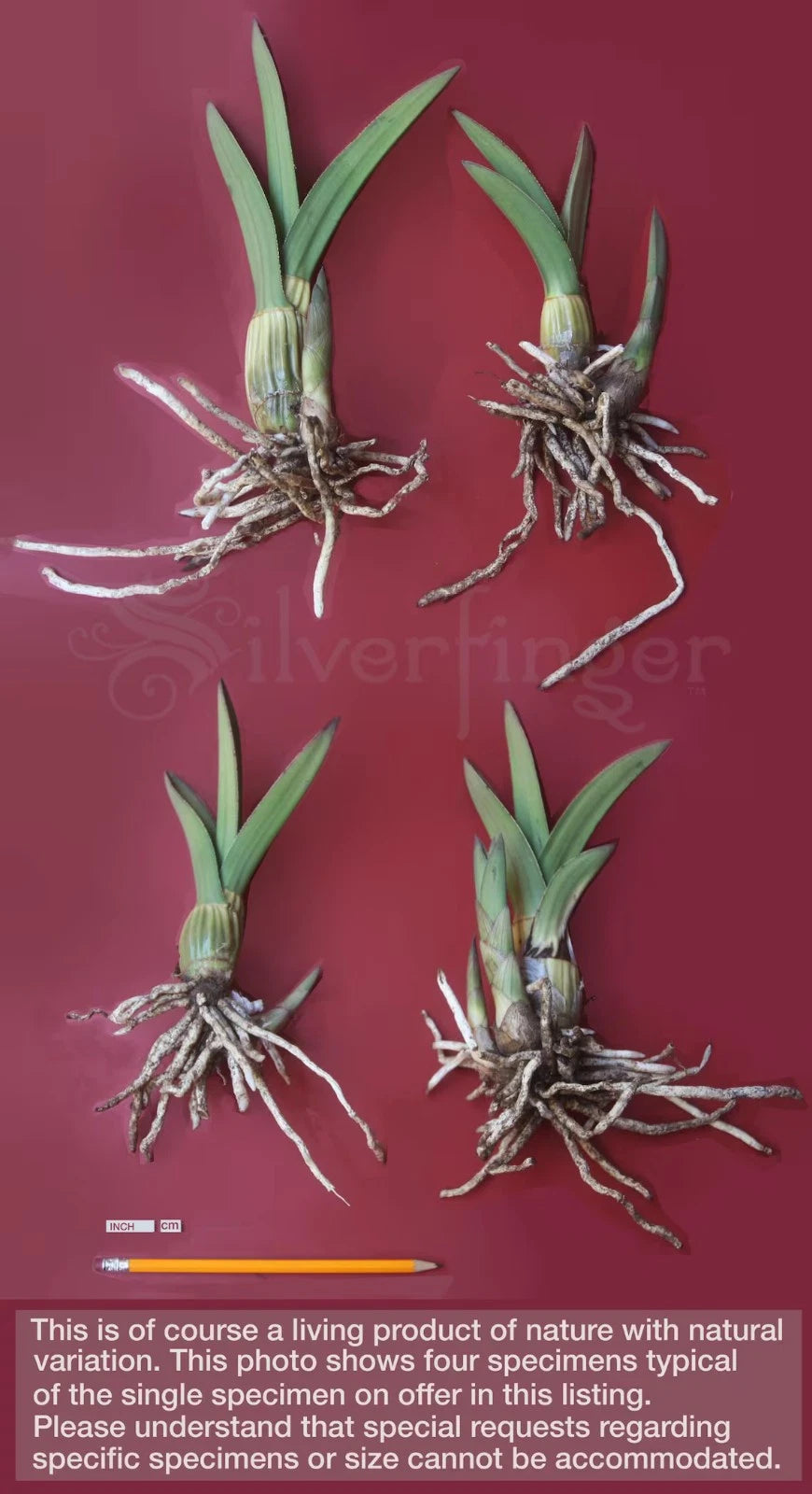 Eulophia petersii - Succulent Arid Desert Orchid - Rare Desert Plant - Unique Indoor Plant