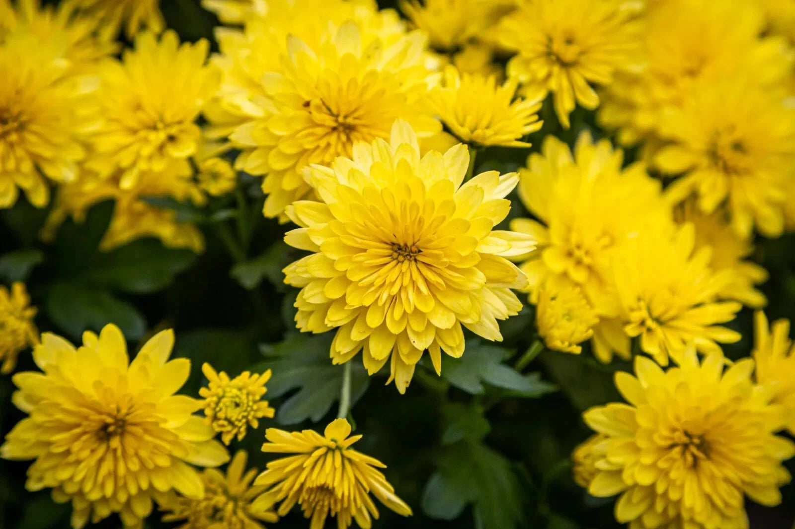 Yellow Chrysanthemum Live Plant, Perennial, Good Rooting System, No Blooms, Chrysanthemum morifolium