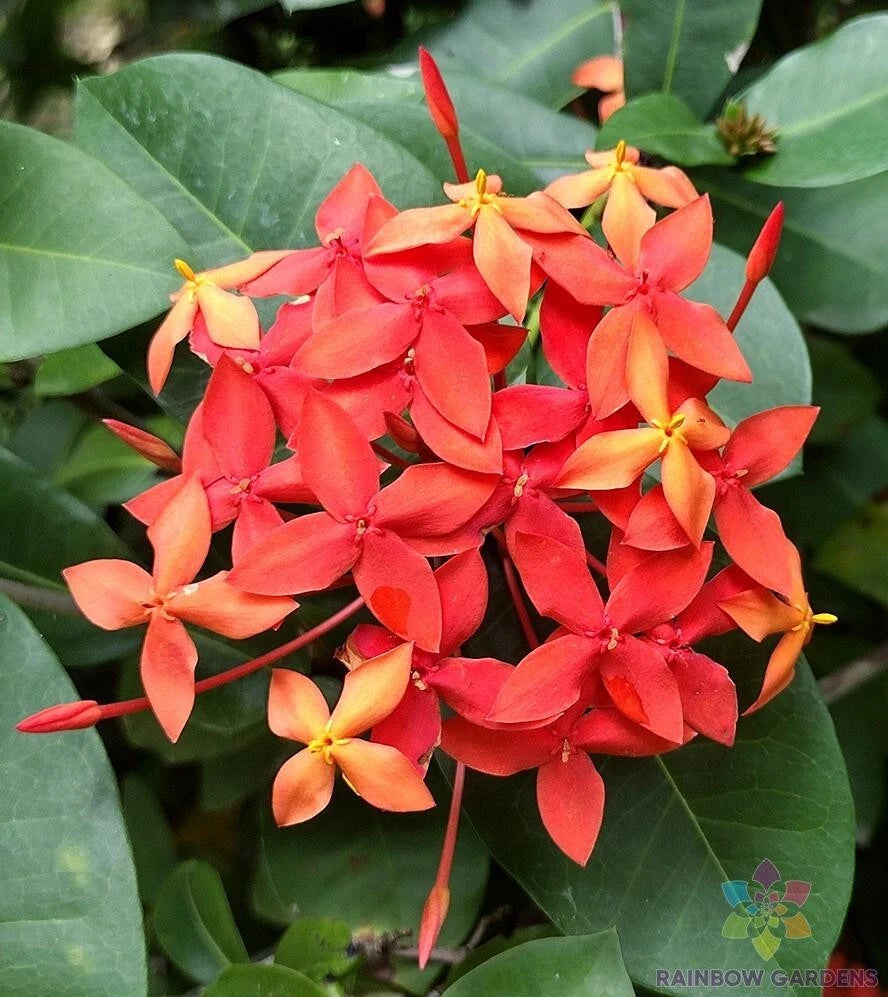 25+ Flame of the Woods Geranium Seeds - Tropical Jungle Variety - Pelargonium - USA Grown, Free Shipping