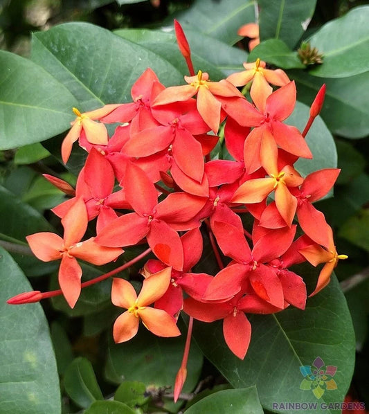 25+ Flame of the Woods Geranium Seeds - Tropical Jungle Variety - Pelargonium - USA Grown, Free Shipping