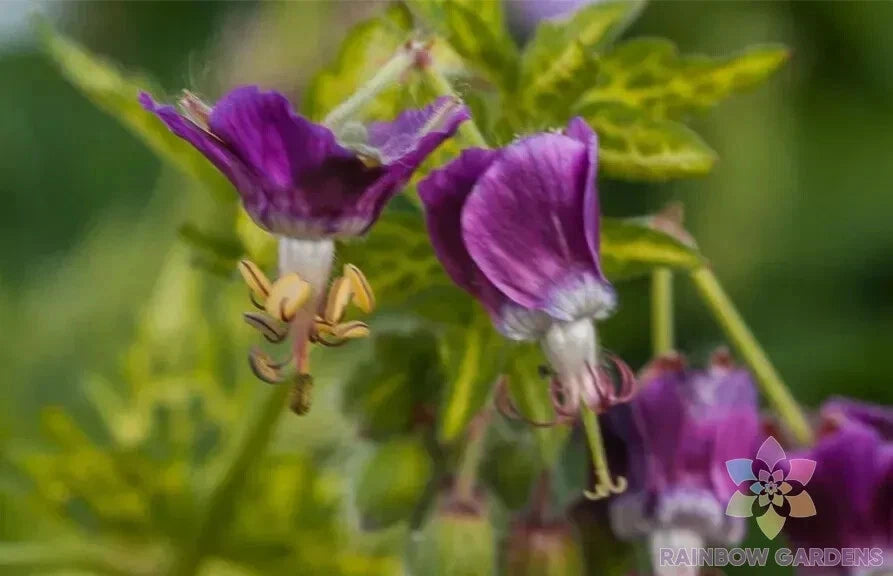 25+ Conny Broe Geranium Seeds for Garden Planting, Pelargonium × hortorum, USA, Non-GMO, Free Shipping