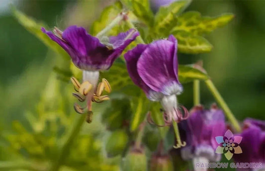 25+ Conny Broe Geranium Seeds for Garden Planting, Pelargonium × hortorum, USA, Non-GMO, Free Shipping