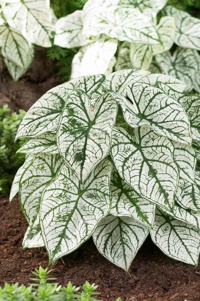 Caladium Bulbs - White Candidum - Large Size - Tropical Foliage Plant (Caladium bicolor)