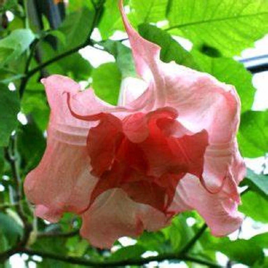 10 Strawberry Milk Angel Trumpet Seeds - Brugmansia Datura 666 - Colorful Flower Seeds for Garden Planting