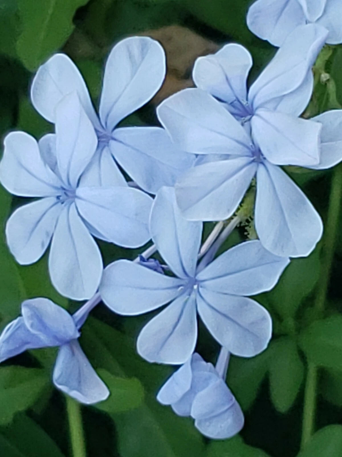 Cape Plumbago Seeds - Imperial Blue Variety - 30+ Seeds - Plumbago auriculata - California Blues