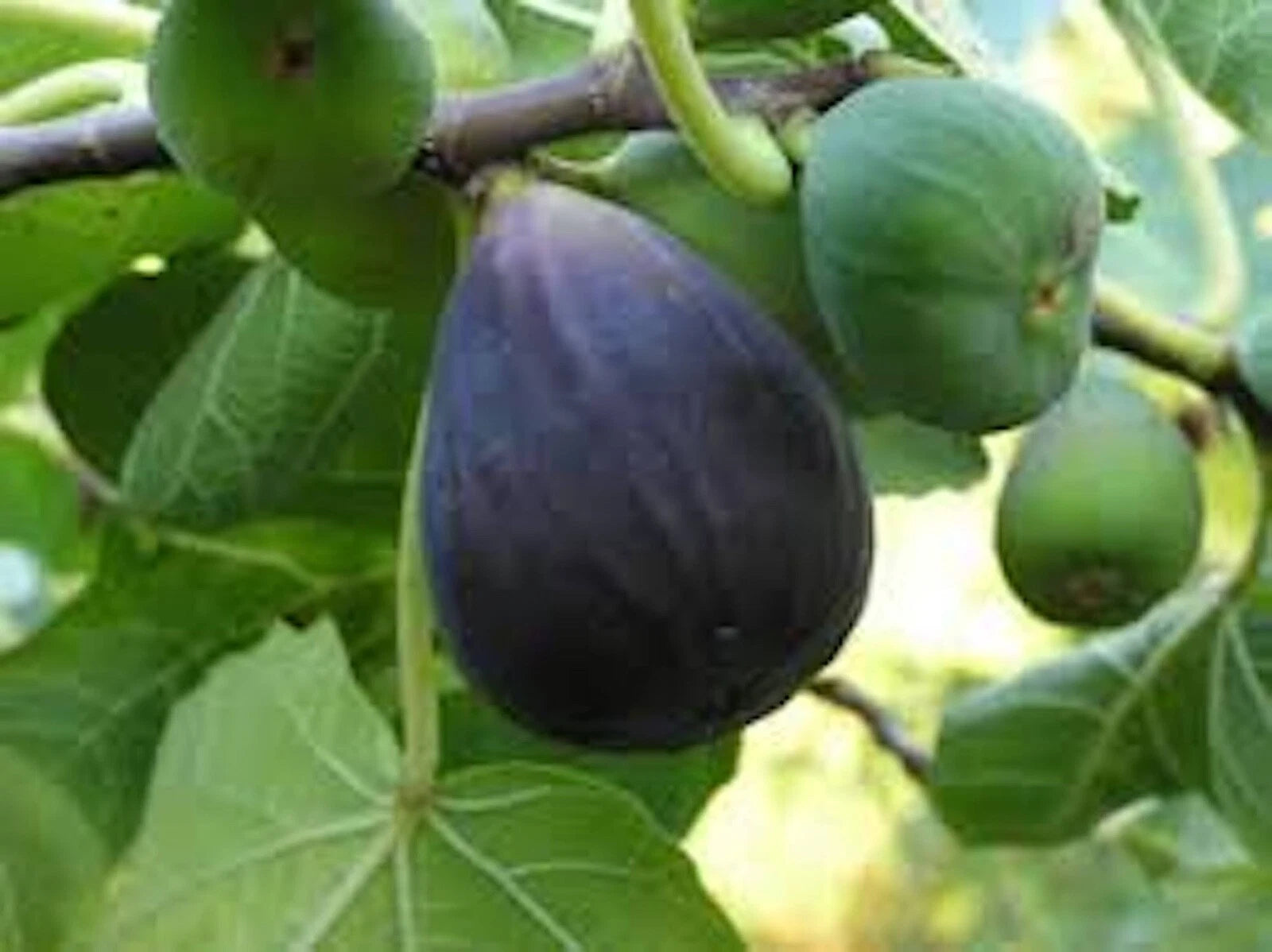 Black Mission Fig Tree Starter Plant - 5 Pack - Ficus Carica - Edible Fruit Tree - Everbearing - Large Leaves