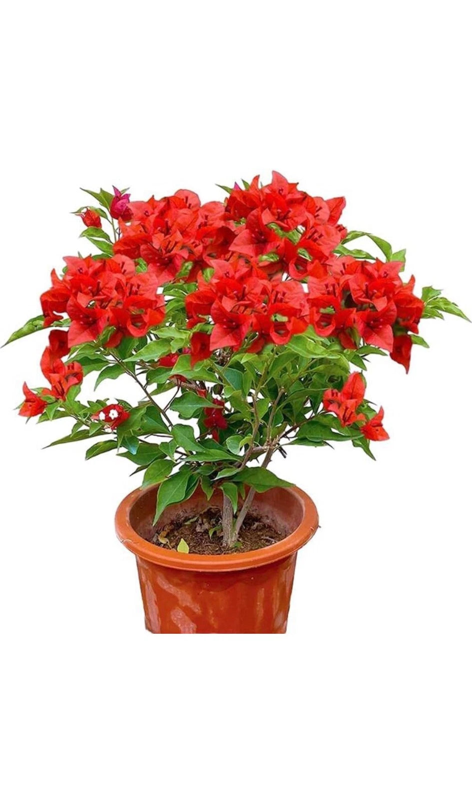 Jamaican Red Bougainvillea Starter Plant - Well Rooted Plug - Bougainvillea glabra