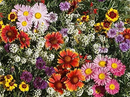 All Perennial Wildflower Seeds - Easy to Grow Mix - Native and Colorful Varieties - Ideal for Pollinators and Gardens