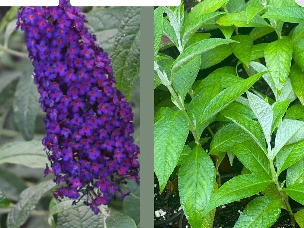 Buddleja Davidii "Dark Dynasty" Live Plant - 1 Rooted Cutting, Butterfly Bush, No Pot