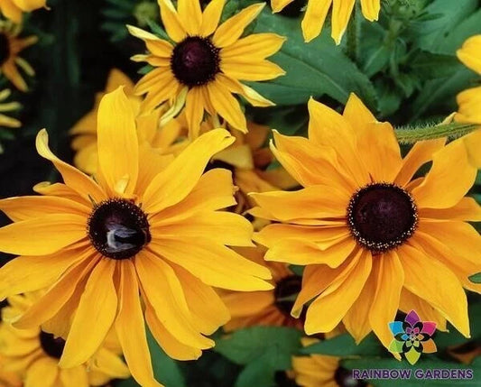 Marmalade Rudbeckia Seeds - 200+ Pack for Garden Planting - Rudbeckia hirta - USA Grown, Free Shipping