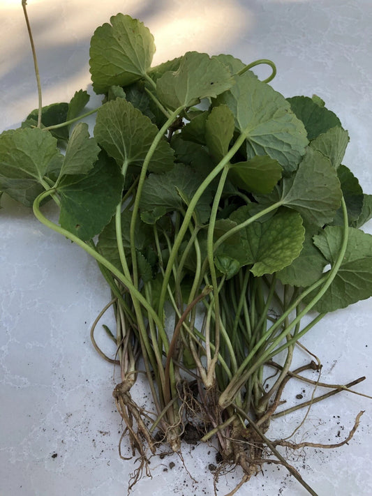 10pcs Bare Root Pennywort Gotu Kola Live Plants - Centella Asiatica for Garden or Aquatic Use