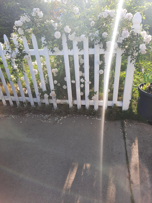 Castilian Rose Plant - Heirloom Damask Rose, Rooted, Bare Root (Rosa damascena)