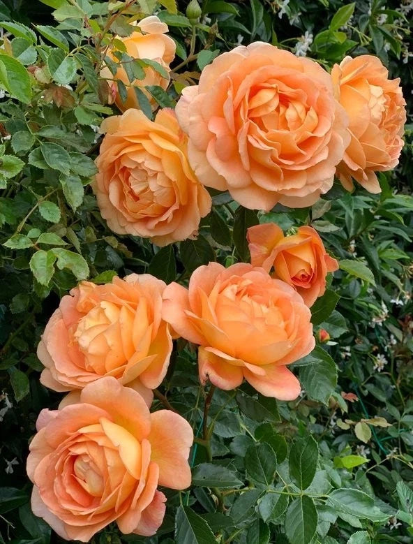 Climbing Lady of Shalott Rose, Live Plant, Own Root, Rosa 'Lady of Shalott'