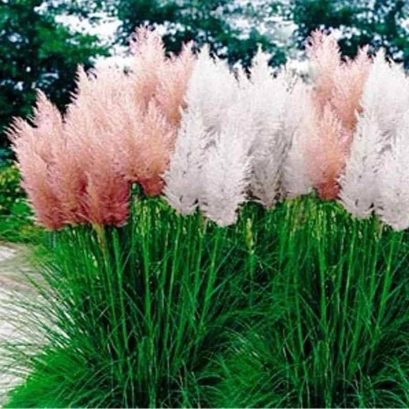 Pampas Grass Seeds Mix - 25 Perennial Ornamental Seeds - Cortaderia selloana - Free Shipping USA Seller