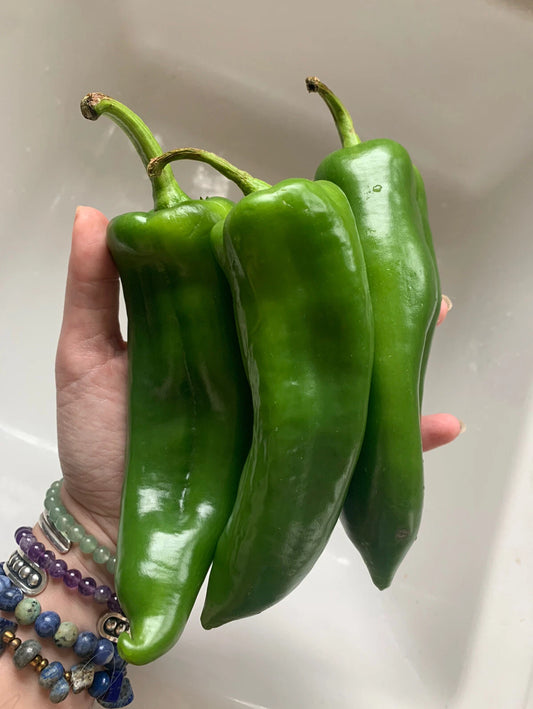 25 Organic Anaheim Chile Hot Pepper Seeds - NON-GMO Heirloom Vegetable Seeds - Capsicum annuum