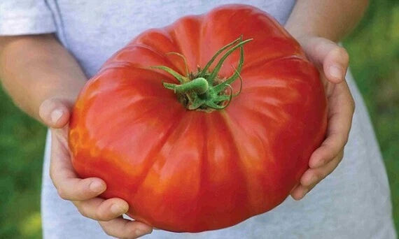 Mortgage Lifter Tomato Seeds - 120+ Large Organic Heirloom Non-GMO Seeds - Perfect for Home Gardening