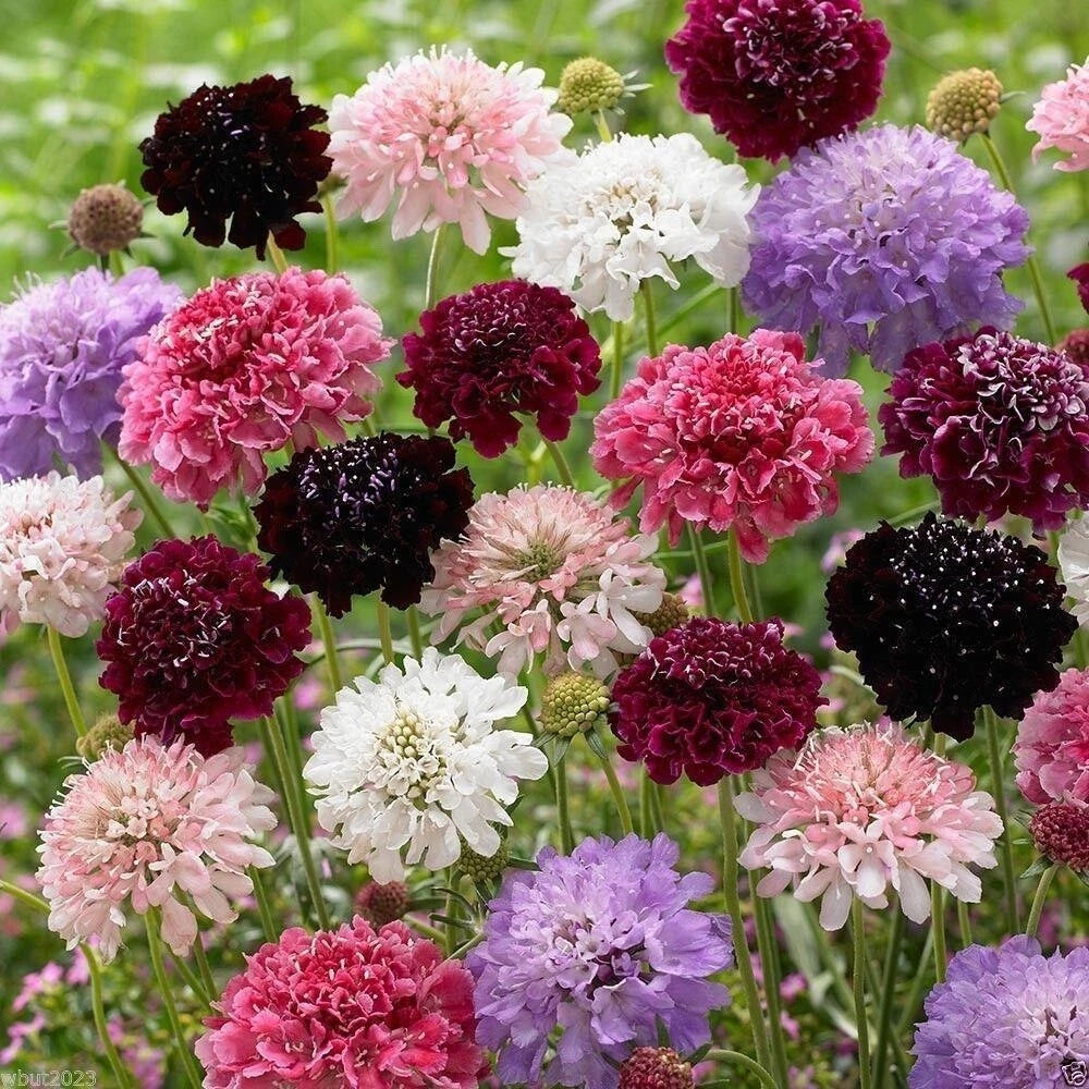 Pincushion Flower Seeds 200+ Pkt Mixed Colors Scabiosa Flowers