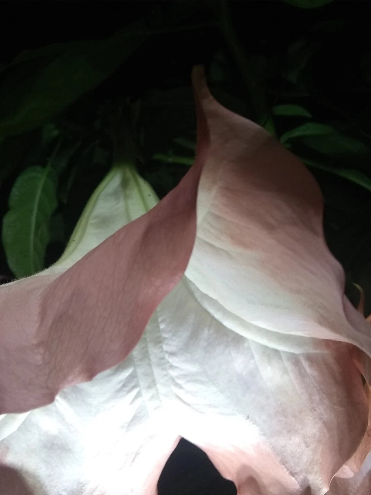 Brugmansia Cuttings - Pink/Peach Angel Trumpet - Fragrant Flowers - Easy to Grow