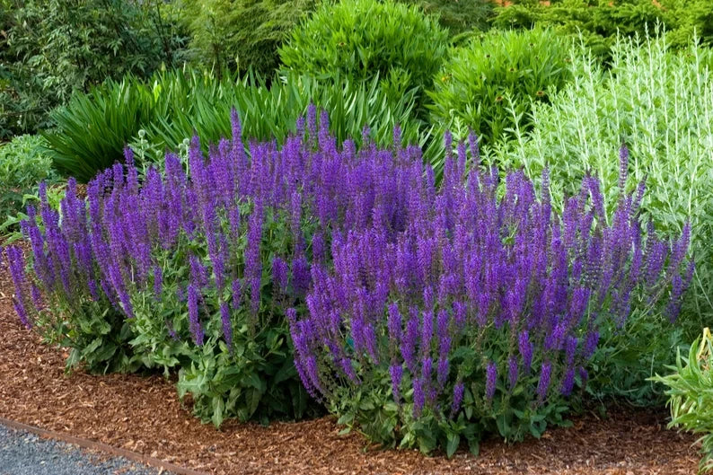 Live Starter Plant - Salvia 'Caradonna' - Meadow Sage - Perennial Herb for Gardens - Free Shipping