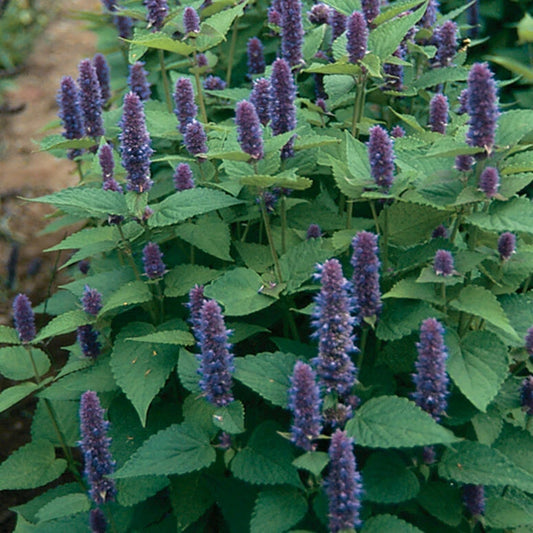 Anise Hyssop Seeds - 2000 Non-GMO Seeds - Agastache foeniculum - Aromatic Herb for Gardens