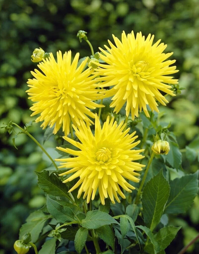 Yellow Cactus Dahlia Tubers - 3 Large Tubers for Planting - Dahlia variabilis