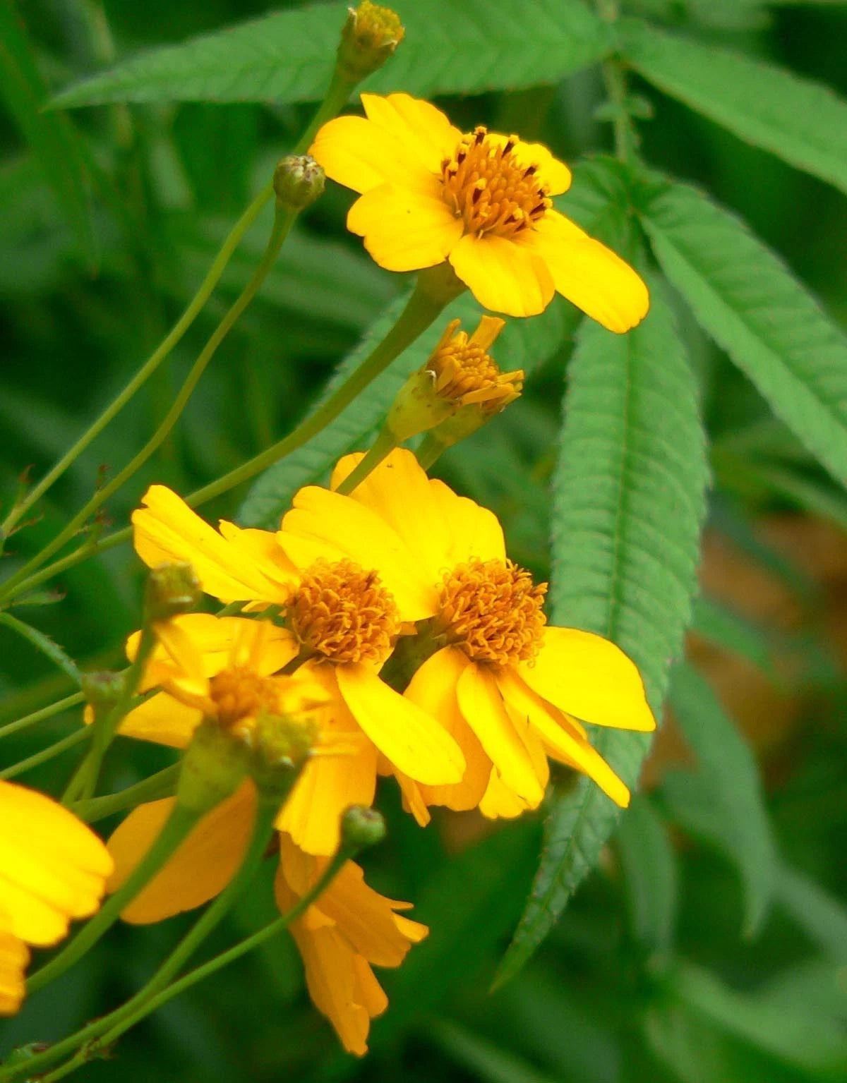 Marigold Seeds - 75 Count - Mexican Mint Herb Spice - Tagetes erecta - GroCo USA
