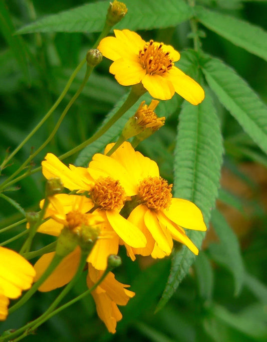 Marigold Seeds - 75 Count - Mexican Mint Herb Spice - Tagetes erecta - GroCo USA