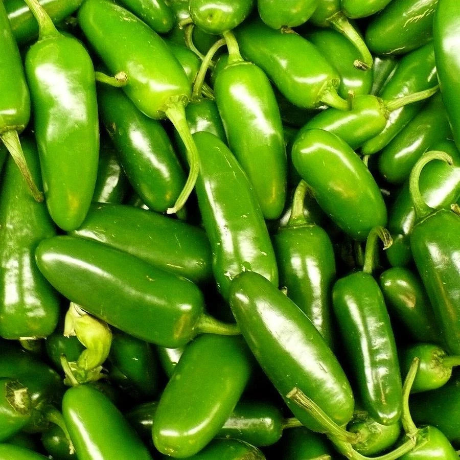 Jalapeno Pepper Seeds - Fresh Heirloom Seeds for Home Gardening - Capsicum annuum