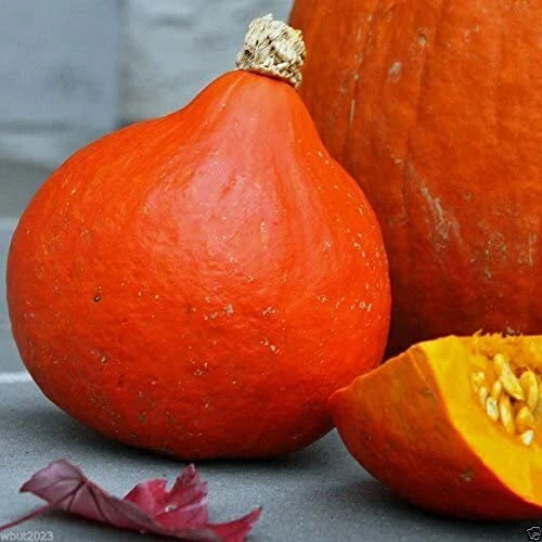 Japanese Red Kuri Squash Seeds | Uchiki Kuri | Heirloom Non-GMO | 1122