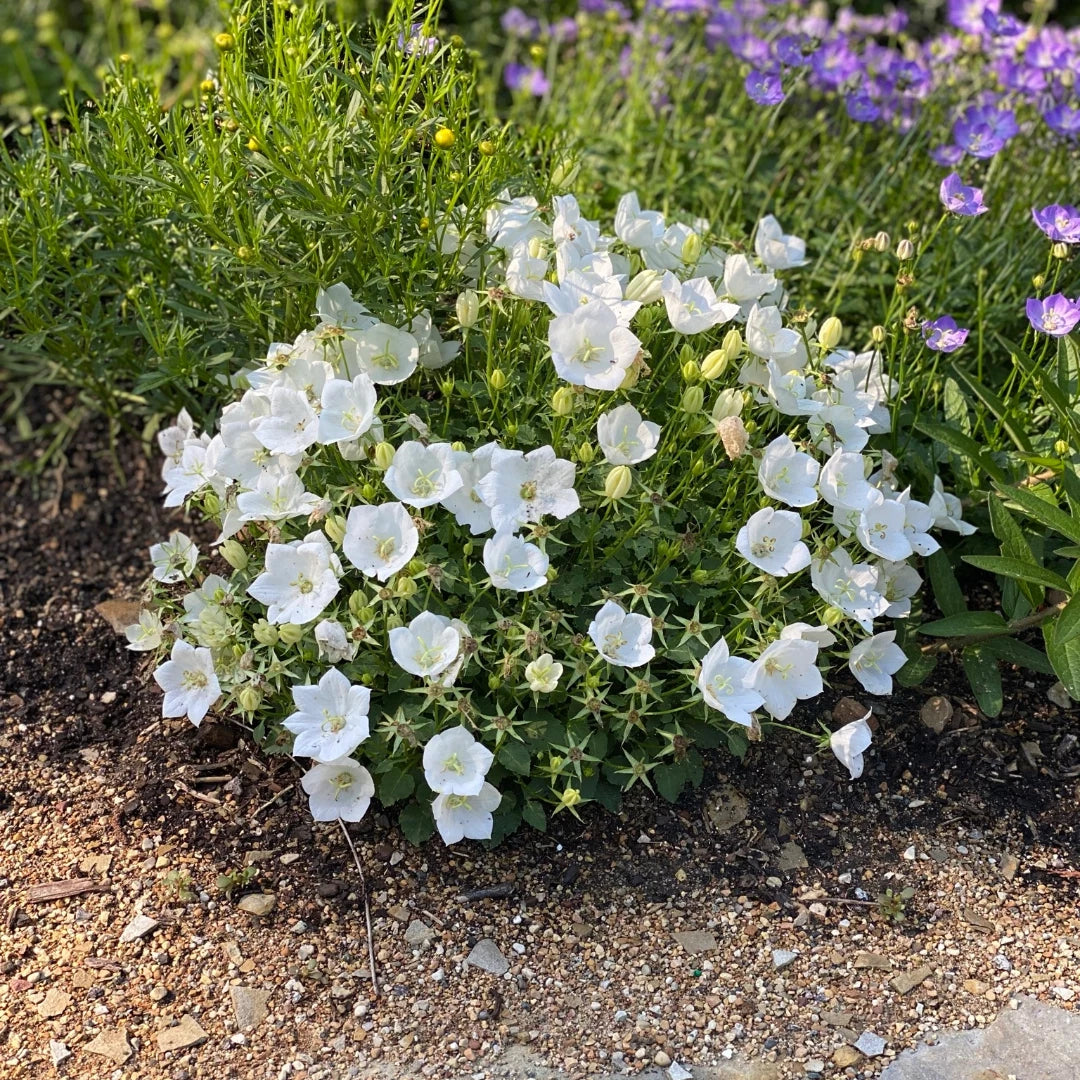 Campanula Bellflower Live Plant 2" Pot Pearl White Perennial Blooms