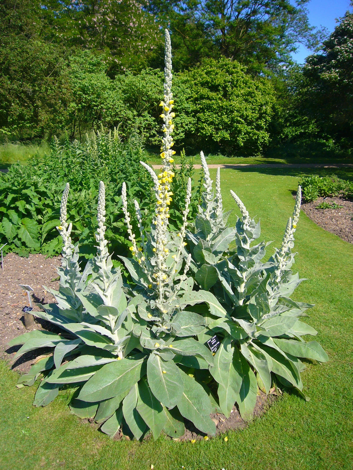 Mullein Seed - Ornamental Flowering Plant - Medicinal Uses - Verbascum thapsus