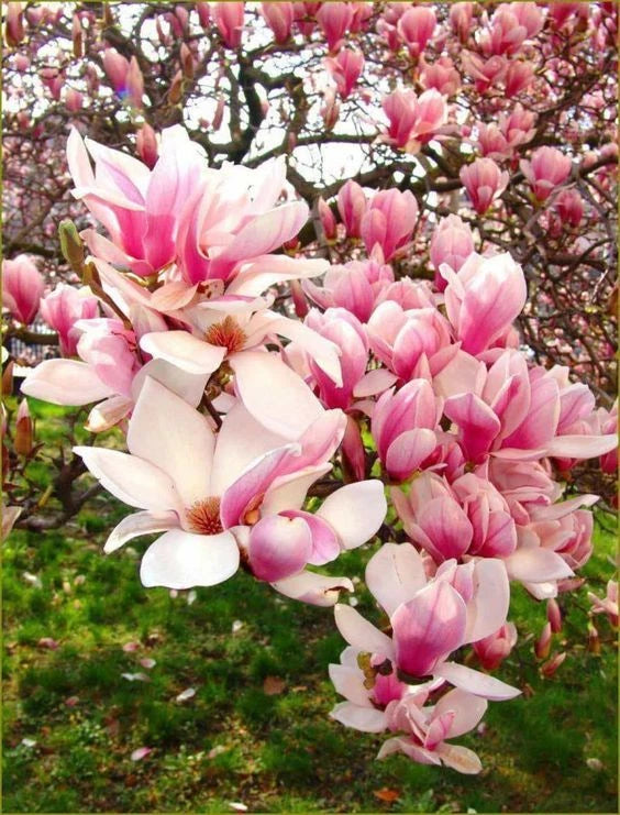 Chinese Magnolia Seeds - 5 Pack LILY FLOWER TREE Fragrant Tulip - Magnolia denudata - US Seller