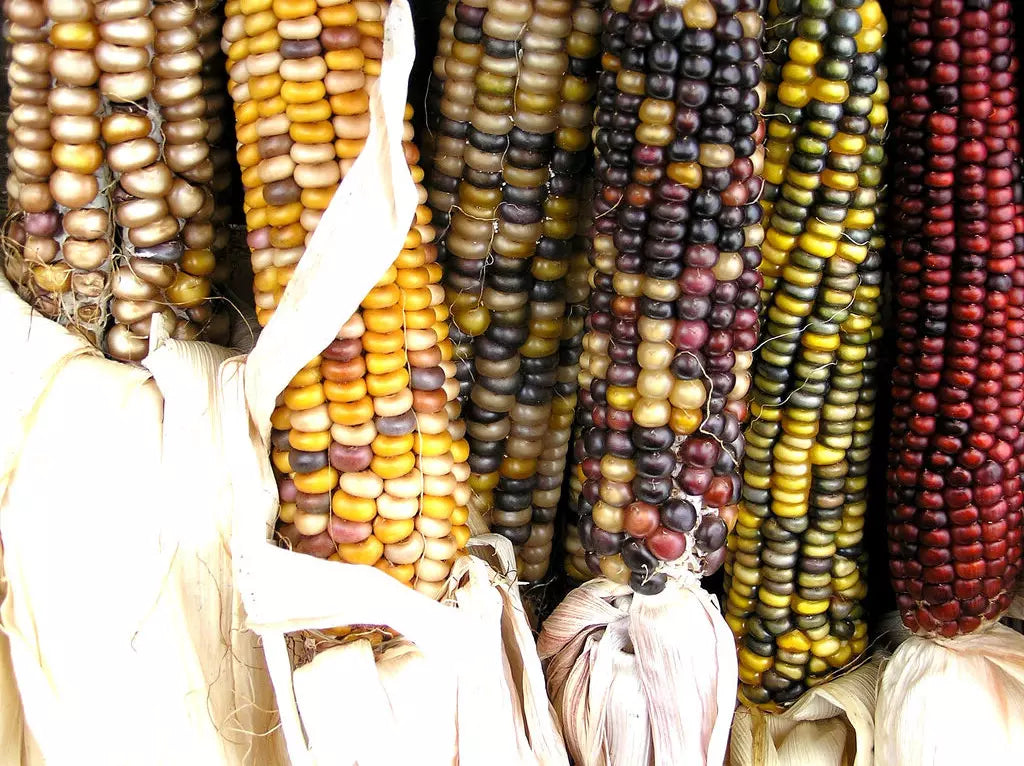 30 Seeds - Indian Ornamental Corn - Large Variety - Zea mays - GroCo USA - Buy 15 Ships Free