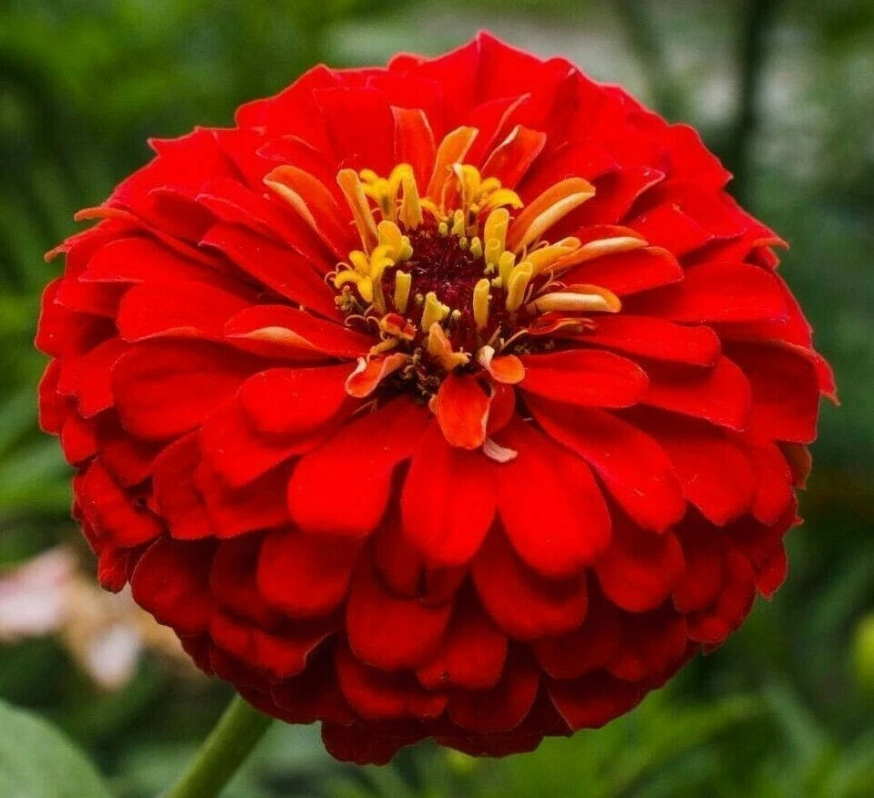 Cherry Queen Zinnia Flower Seeds - 100+ Red Annual Zinnia Seeds (Zinnia elegans) for Garden Planting