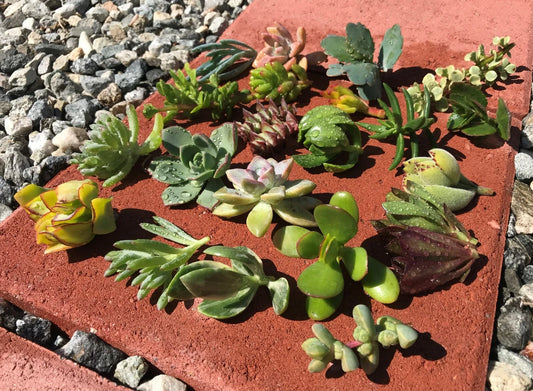 15 Live Succulent Cactus Cuttings - Assorted Varieties 4"-6" - Ideal for Gardening - No Roots, No Soil, No Pots