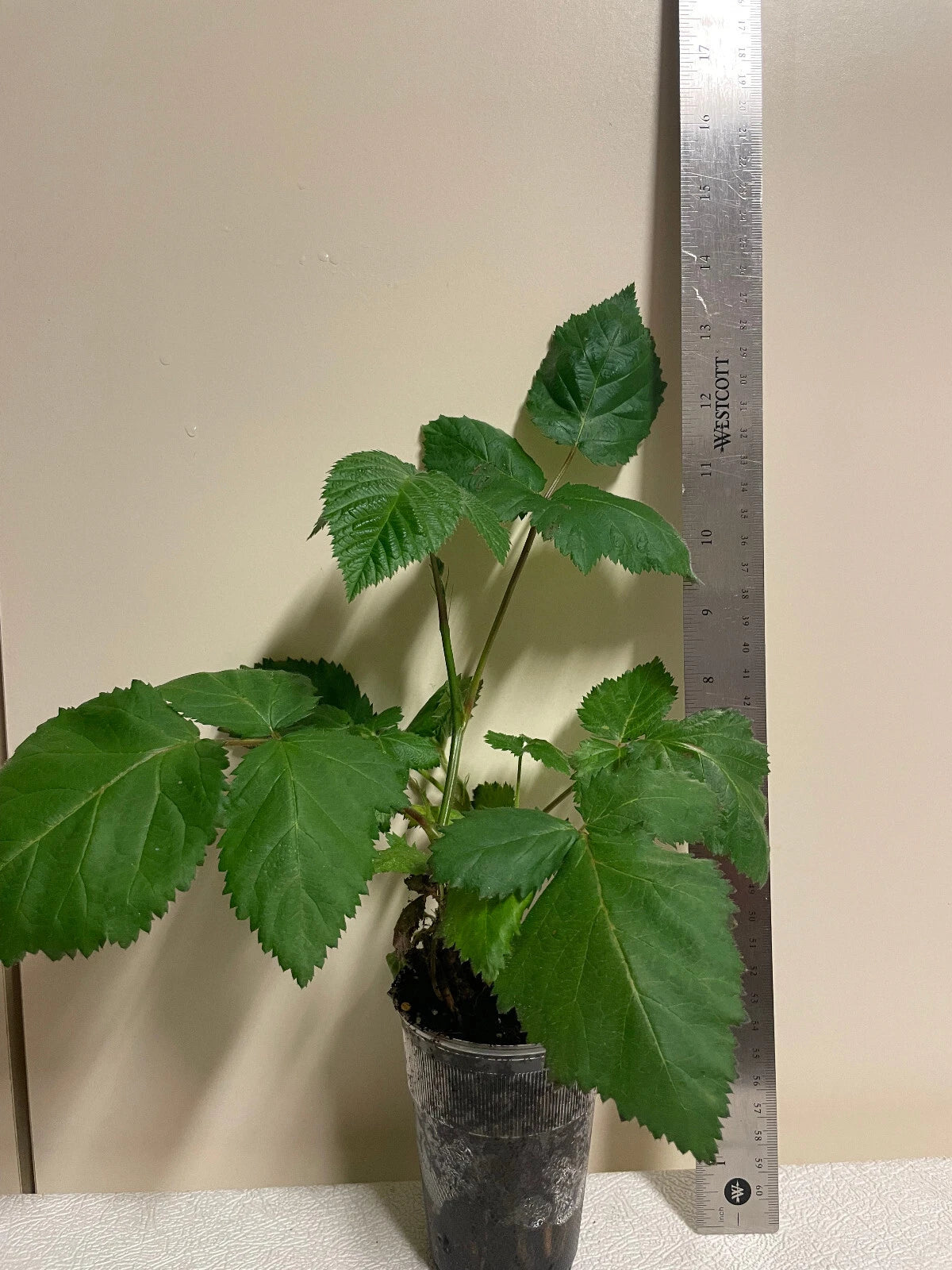 Triple Crown Thornless Blackberry Plant - Healthy, Pesticide-Free, Non-GMO - Rubus fruticosus