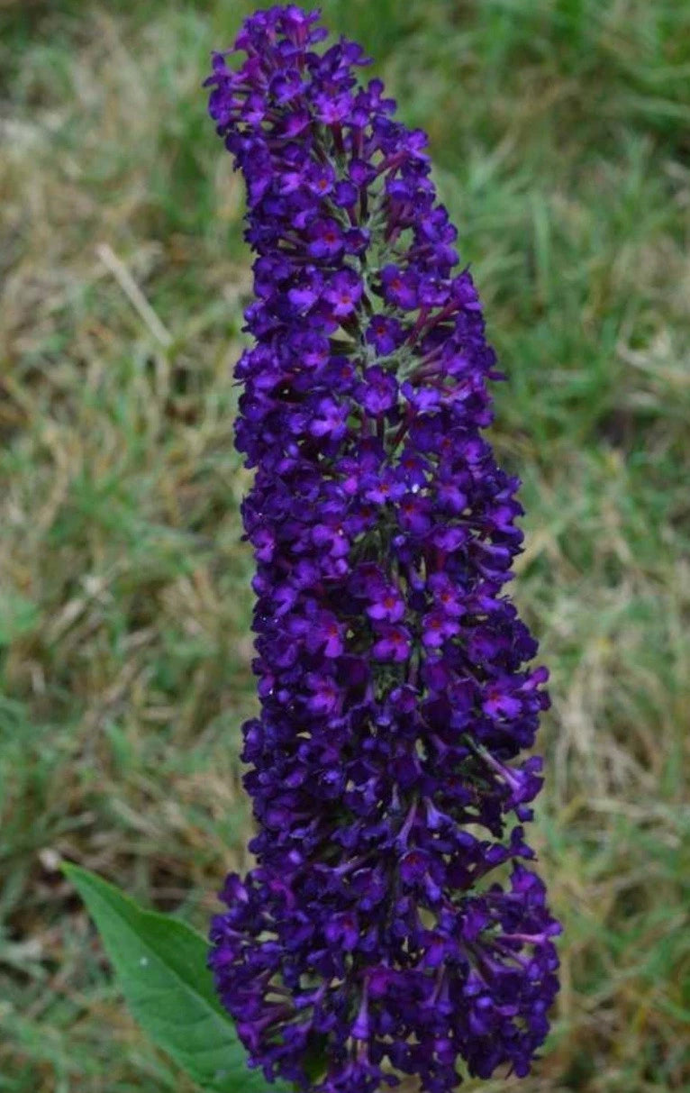 Butterfly Bush Plant - Groovy Grape Variety - Buddleja davidii - Vibrant Purple Flowers for Gardens and Landscapes