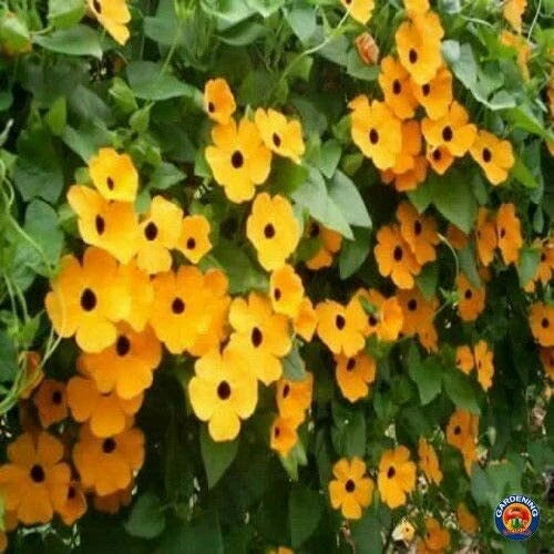 Black Eyed Susan Vine Seeds - 100 Count for Planting - Exotic Garden Flowers - Thunbergia alata - Made in USA