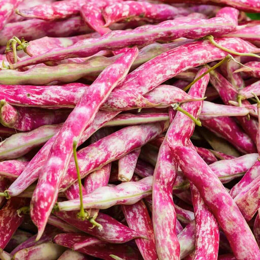 Bulk Pink Cranberry Bean Seeds - Dwarf Horticultural Taylor Borlotti Pinto - Phaseolus vulgaris