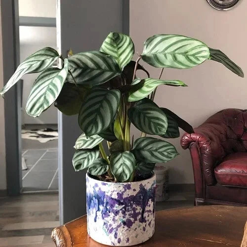 Calathea Seeds - 25+ Anulque Variety for Garden Planting - Free Shipping - Perfect for Indoor & Outdoor Gardening