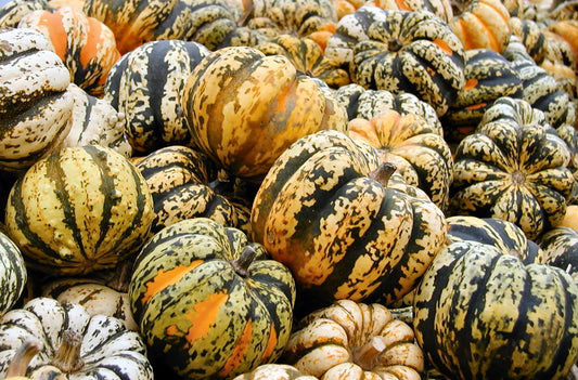 Celebration Squash Seeds - Fresh Heirloom Vegetable Seeds for Planting - Cucurbita pepo