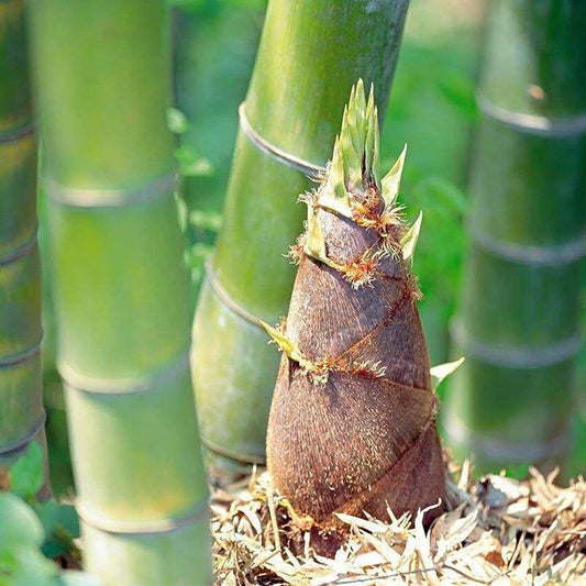 Giant Moso Bamboo Seeds - 50+ Perennial Evergreen Edible Shoots - Phyllostachys edulis - USA